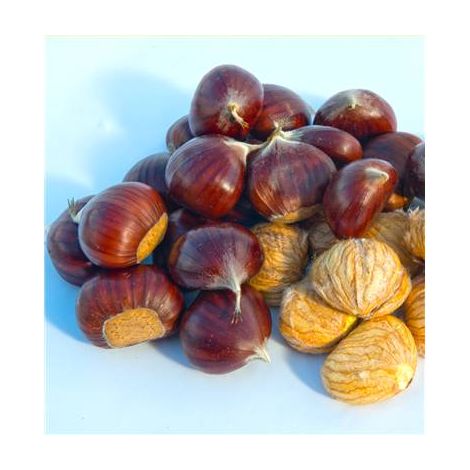 CHATAIGNIER DORE DE LYON - BALIVEAU GREFFE - fruitier