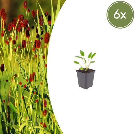 Lot de 6 Sanguisorba officinalis 'Tanna' Pimprenelle Vivace Fleurs Rouge Rose Ø9cm - PANGIVO (1/5)