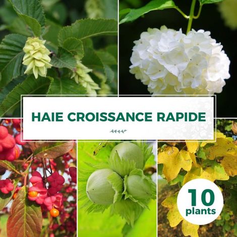 Pépinières Naudet – Kit de 10 arbustes à croissance rapide – Hauteur 20-40 cm – Mi-ombre – Feuillage caduc – Couleur floraison multicolore (1/2)