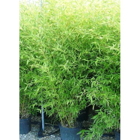 Gardenaria Bambù Bissetti - Phyllostachys bissetii - Bambù ornamentale da esterno - Altezza: 80/110 cm (vaso19)