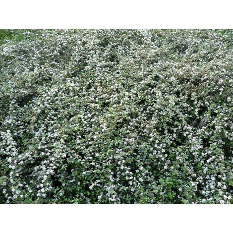COTONEASTER DAMMERI RADICANS IN VASO 11CM
