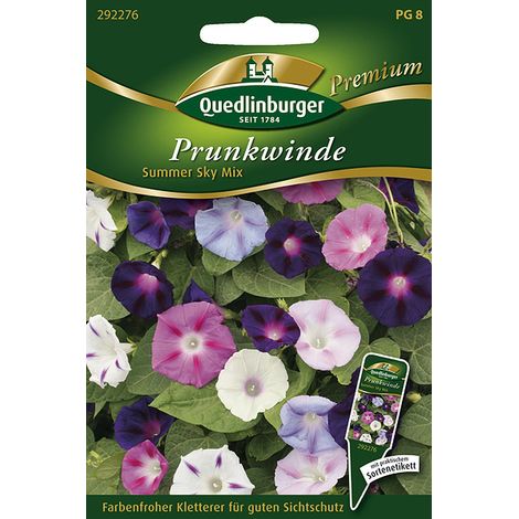 Quedlinburger Saatgut – Ipomée pourpre « Summer Sky Mix » – Graines de fleurs, plante grimpante, très grandes fleurs, hauteur env. 200 cm