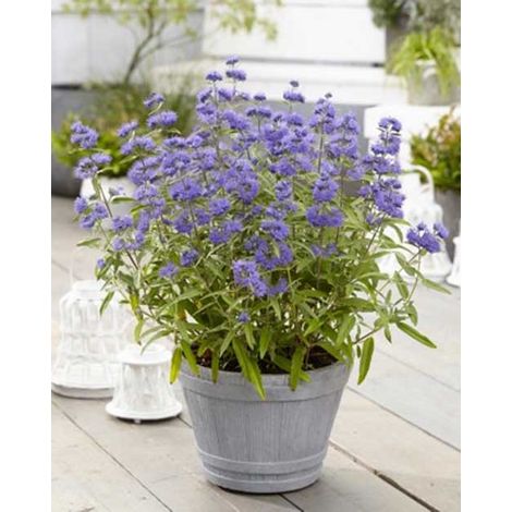 CARYOPTERIS CLAN EMPIRE BLU VASO 18CM