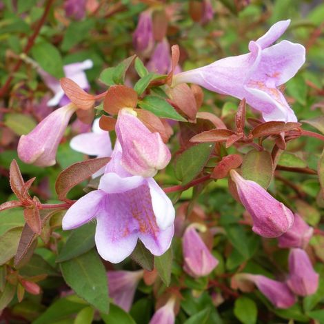 ABELIA PINKY BELLS IN VASO DA 11CM