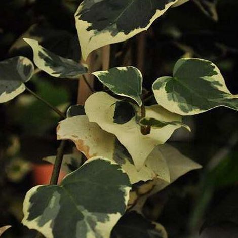 Lierres de colchide 'dentata Variegata' - 50-60 cm pot