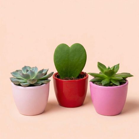 Lot de 3 Mini Plantes avec Pots Décoratifs Love Hoya Kerrii et Succulentes Rose et Rouge Ø 6 cm - PANGIVO (1/3)