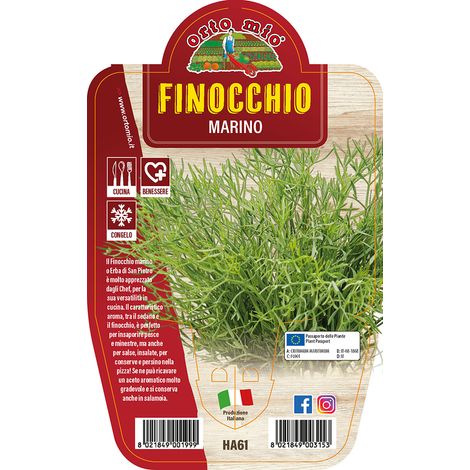 FINOCCHIO MARINO IN VASO 14CM ORTOMIO