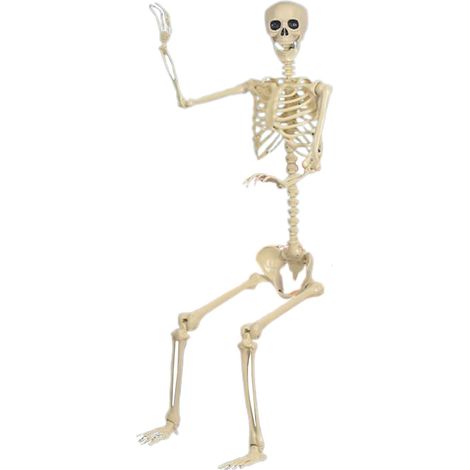 Skelett Modell realistische Halloween bewegliche Skelett