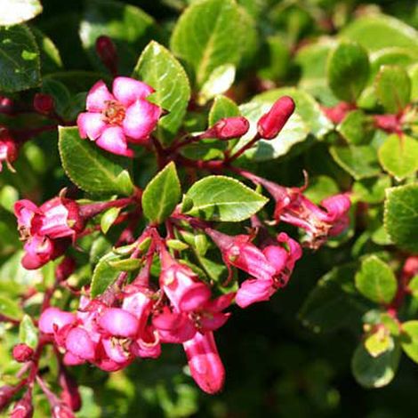 Escallonia 'Red Dream' - 20-25 cm pot (1/4)