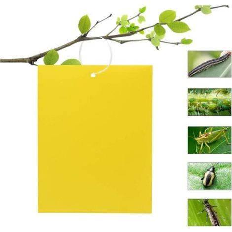 50 Stück Insektenfallen, doppelseitiges Klebepapier, gelbe Klebepapiere für Weiße Fliegen und Blattläuse (15 cm x 20 cm) (1/5)