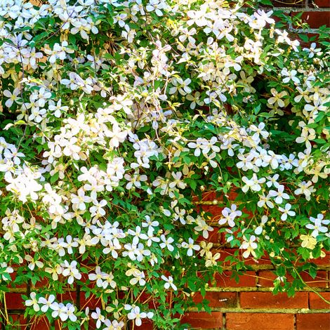 Clematite - Clematis montana Alba 70cm (1/2)