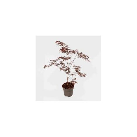 ACER PALMATUM BLACK LACE POT 19 Érable du Japon Ornemental