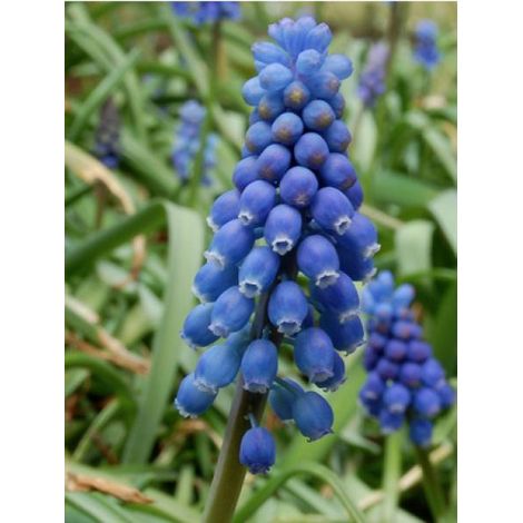 Muscari neglectum Bulbe calibre 5+ (par 20) (1/2)