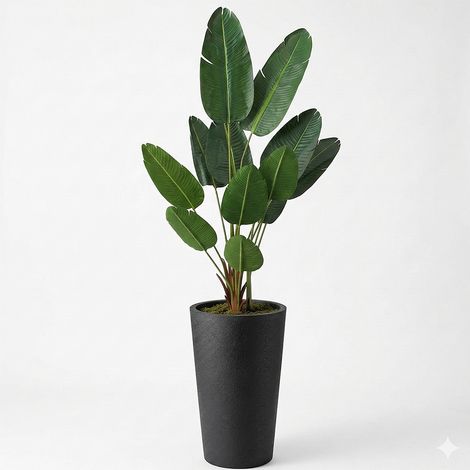 Pianta Artificiale Strelitzia Realistica Alta 180 cm con Vaso Alto Cilindrico 62 cm Nero Effetto Grafite Foglie PE Alta Qualità Arredo Casa e Ufficio Incluso Muschio