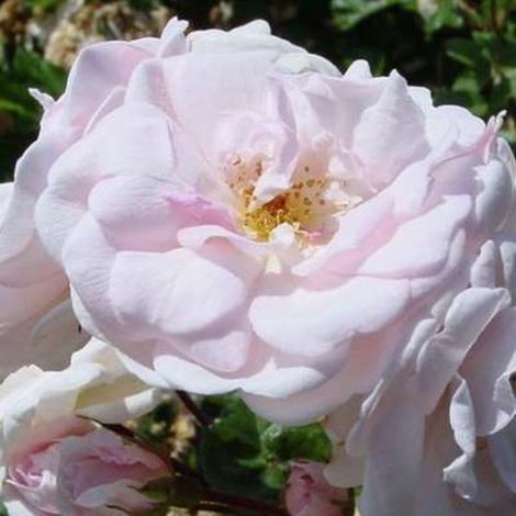 Rosa 'Marie Pavié' - Rosier en pot