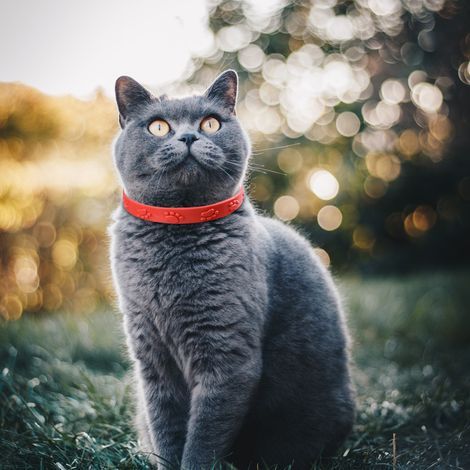 [Anti-parasitaire pour Chats] Collier Anti-Puces - Tiques pour Chats - 3 Pcs Rouge - Silicone Adaptable - 29 cm - Protection Continue contre Puces Adultes, Larves et Tiques (1/5)