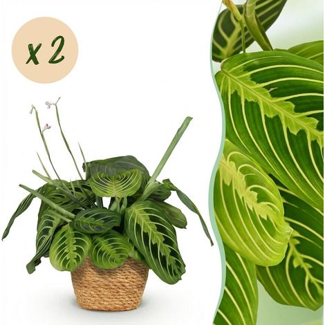 Lot de 2 Plantes d'Intérieur Maranta Fascinator Lemon Lime avec Paniers - Pot 12 cm - 25 cm - PANGIVO (1/5)