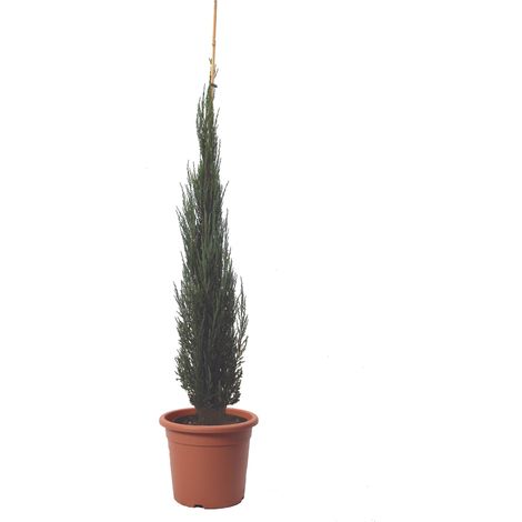 Ginepro Juniperus Virginiana Blue Arrow - Pianta da Esterno Resistente al Freddo - Pianta da Giardino - H 125-150 cm Vaso Ø 24 cm