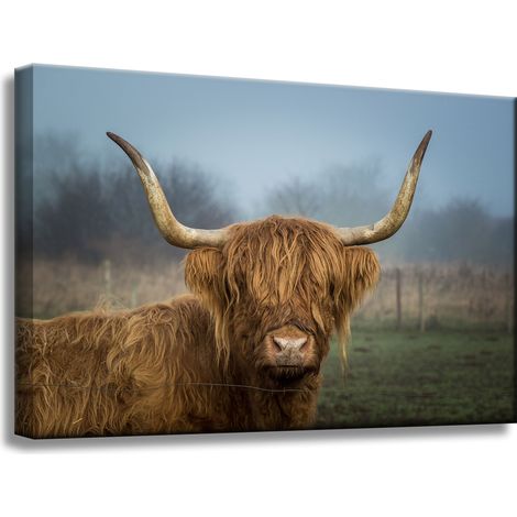 Leinwanddruck Tiere Schottische Kuh 60x40 cm