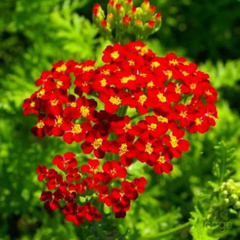 3 Achillées 'Fanal' (Achillea 'Fanal')