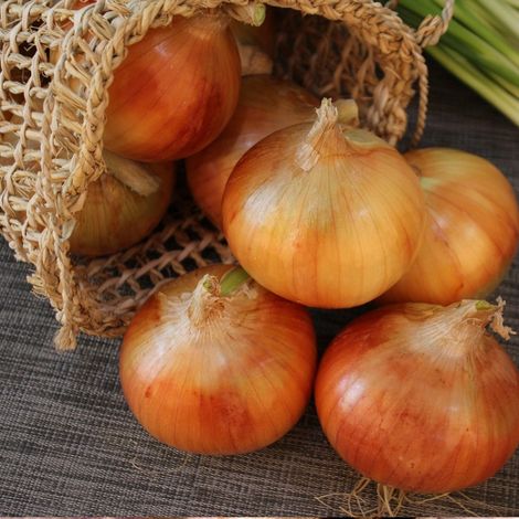 Plants d'oignons Jaune Paille des Vertus/Sachet de 250 grammes (1/3)