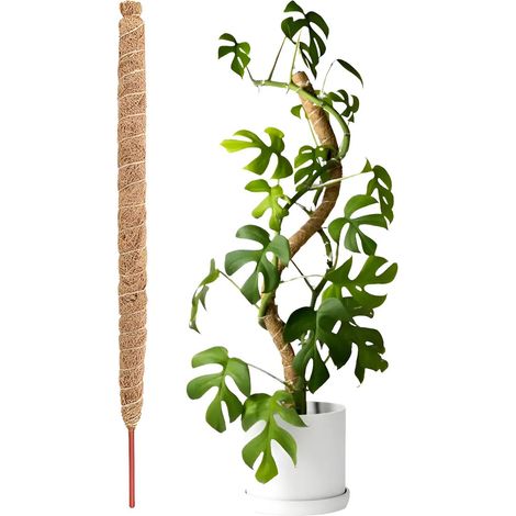 Supports pour plantes en W poteau de support en mousse pour cocotier (1/5)