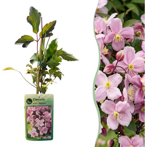 Plante Grimpante Clématite Montana Mayleen Jasmin d'Hiver Rose Clair Jardin Lot de 4 (1/5)