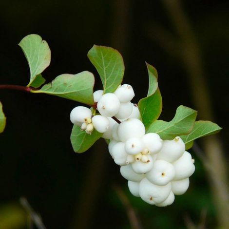 Symphorine 'White Edge' (Symphoricarpos doorenbosii 'White Hedge') (1/5)