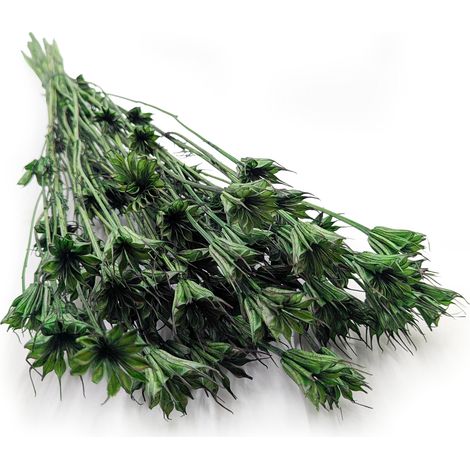 Comino negro oriental - (Nigella orientalis) - Verde botella