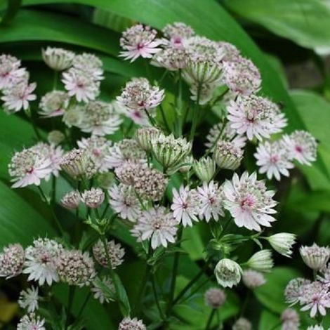 4 x Grande Astrance  - Astrantia major 'Alba'  - godet 9x9 cm