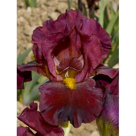 Iris des jardins 'Young Blood' Godet de 8/9 cm