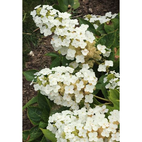 Gardenaria Ortensia - Hydrangea Quercifolia 'Alice' - Pianta acidofila ornamentale da esterno - Altezza: 40/50 cm (vaso19) (1/4)