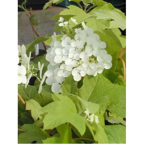 Hortensia à feuilles de chêne 'Little Honey' Pot de 4L/5L (1/4)