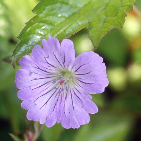 Géranium vivace nodosum/Godet