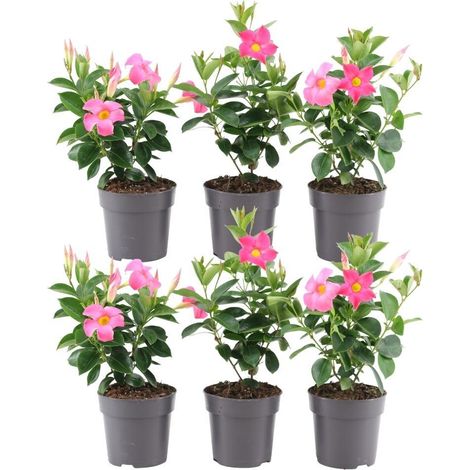 Dipladenia Pink Mandevilla - Lot de 6 Plantes Grimpantes à Fleurs Roses - Ø12 cm H25 cm - PANGIVO