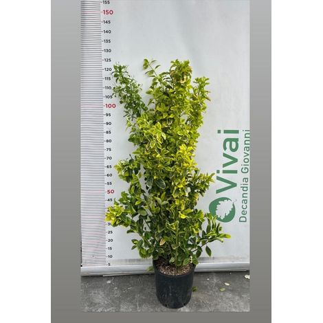 'EVONIMO DEL GIAPPONE' PIANTA DI EUONYMUS JAPONICA IN VASO CM 24 (foto reali)