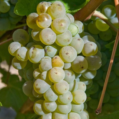 Vigne Chasselas Doré, Vigne de table/Pot de 3L - Echelle bambou 60/120 cm (1/4)