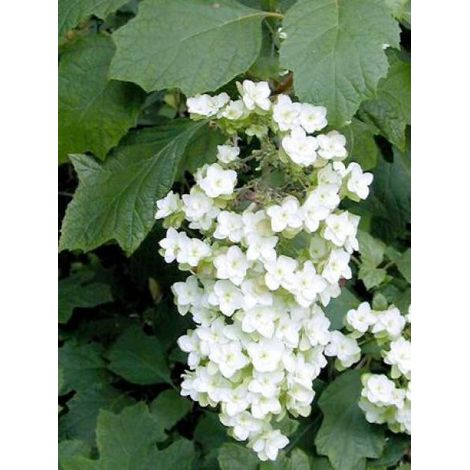 Hortensia à feuilles de chêne 'Snow Flake' Pot de 3L/4L (1/3)