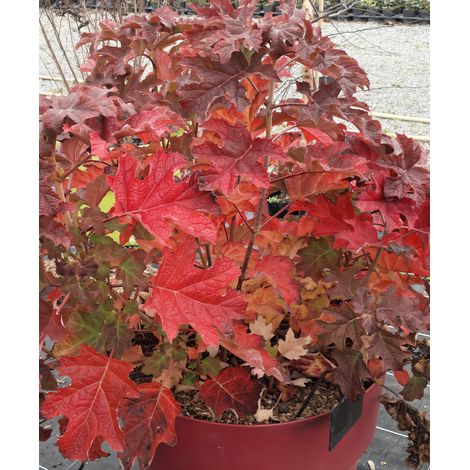 Gardenaria Ortensia - Hydrangea Quercifolia 'Ruby Slippers' - Pianta acidofila ornamentale da esterno - Altezza: 40/50 cm (vaso19) (1/2)