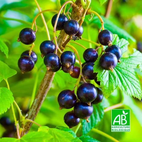 Cassissier 'Ojeblanc' BIO (Ribes nigrum 'Ojeblanc')