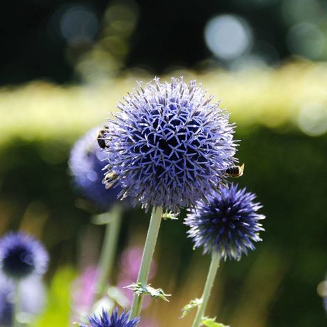 Boule azurée Blue Globe, Echinops/Pot de 4L - 40/60 cm (1/5)