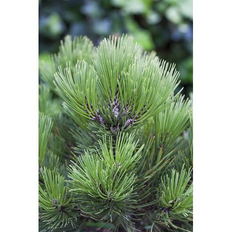 Bosnische Kiefer 'Den Ouden' Pinus heldreichii 'Den Ouden' C 7,5 50- 60