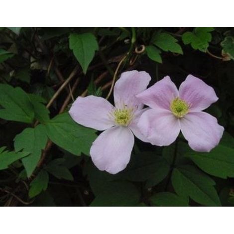 1 x Clematis montana 'Fragrant Spring' - RANG FORESTIER - 50-60 cm