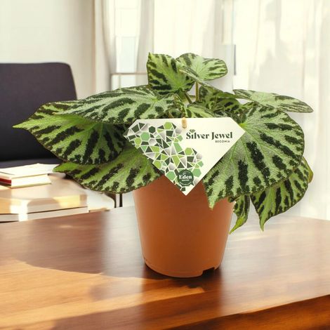 Gardenaria Begonia 'Silver Jewel' - Pianta da interno ornamentale - Altezza: 30 cm (vaso 15) (1/4)