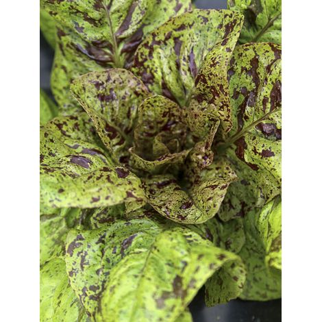 Laitue romaine 'Forellenschluss' le sachet de 850 graines (1g) (1/2)