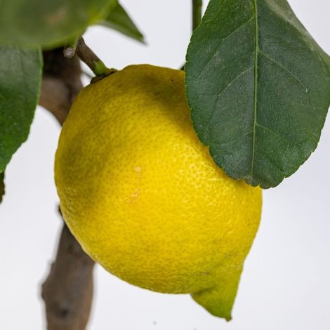 PIANTA DI LIMONE CARRUBARO in fitocella - età 2/3 anni (foto reali)