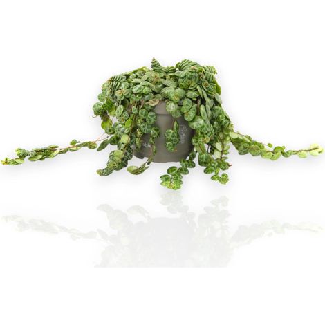 Gardenaria Peperomia prostrata - Pianta da interno ornamentale - Altezza: 30 cm (vaso 14) (1/5)