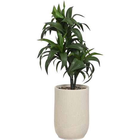 Planta Pe Resina 50X50X102 Verde (1/4)