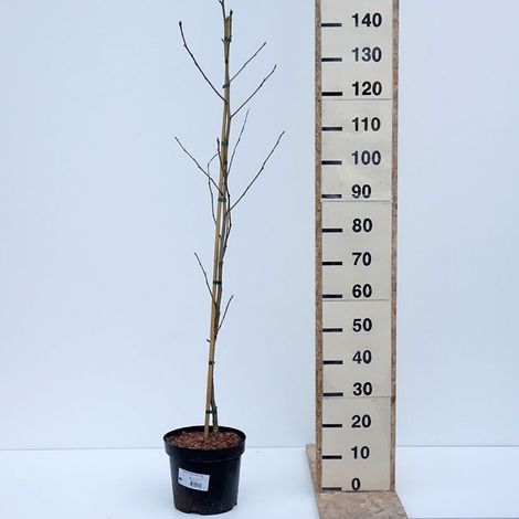 Liquidambar styraciflua – Vaso 24, Altezza 130 cm (1/4)