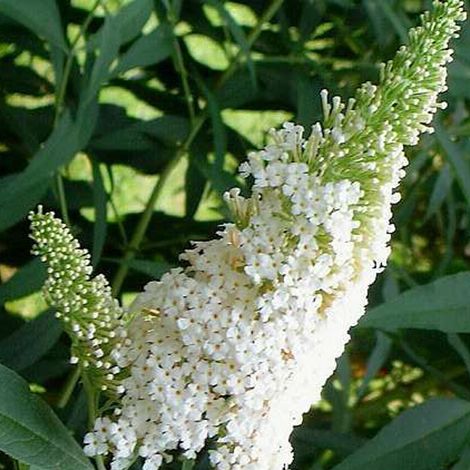 Arbre aux papillons 'White Profusion' - 40-60 cm pot